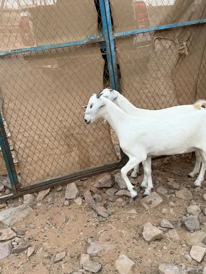 جفار بيشيه فواخر صنف الصنف 7