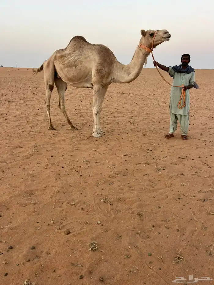 للبيع رحول 0