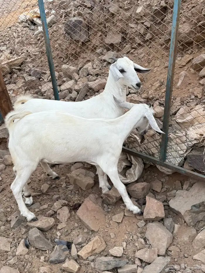 جفار بيشيه فواخر صنف الصنف 0