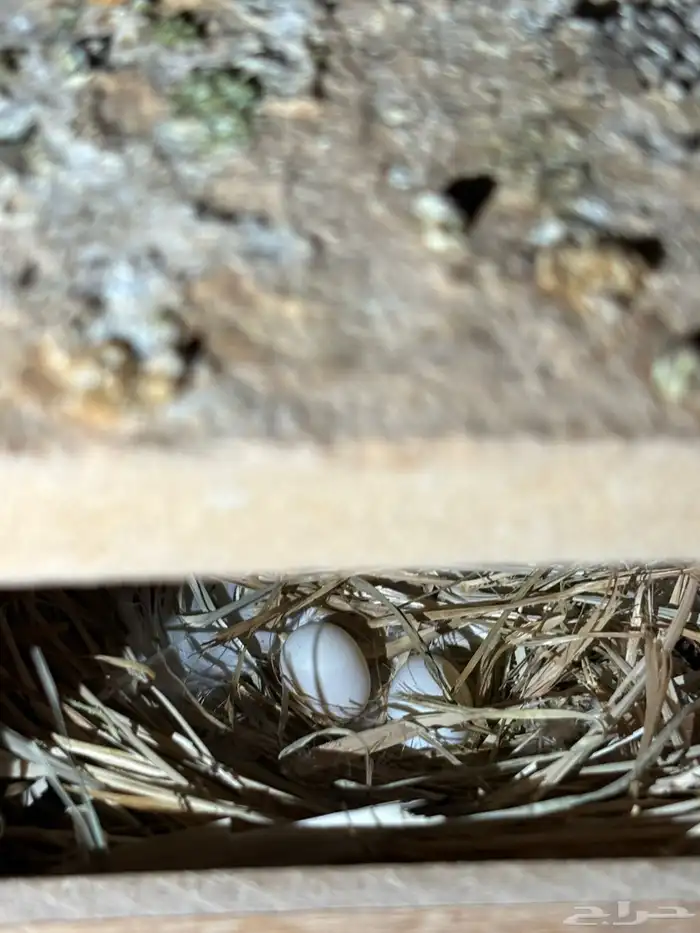 ازواج يمام ماسي منتجه 9