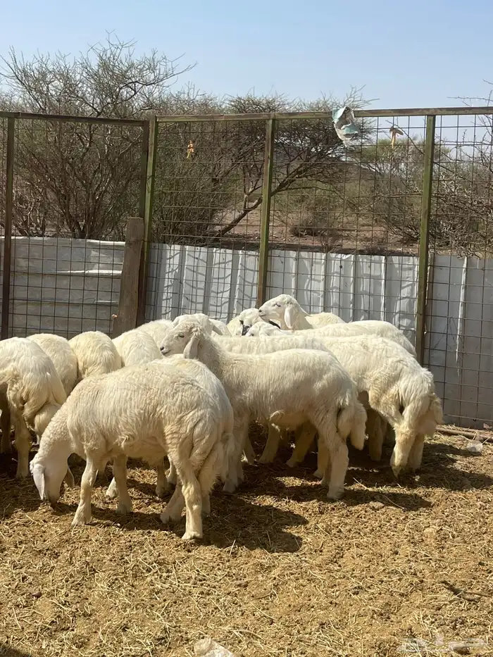 ذبايح حري جميع الأحجام 4