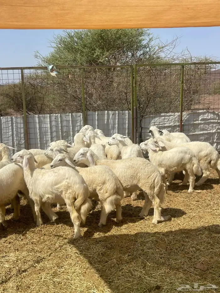 ذبايح حري جميع الأحجام 0