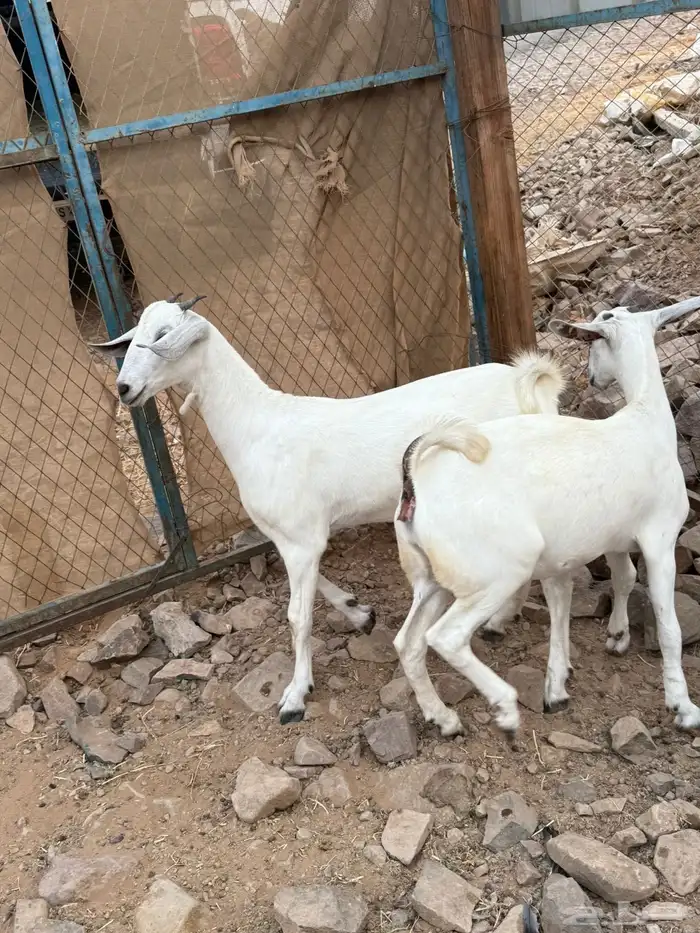 جفار بيشيه فواخر صنف الصنف 1