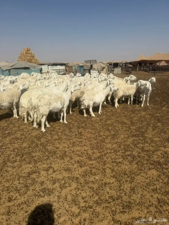 حريات مراح 0