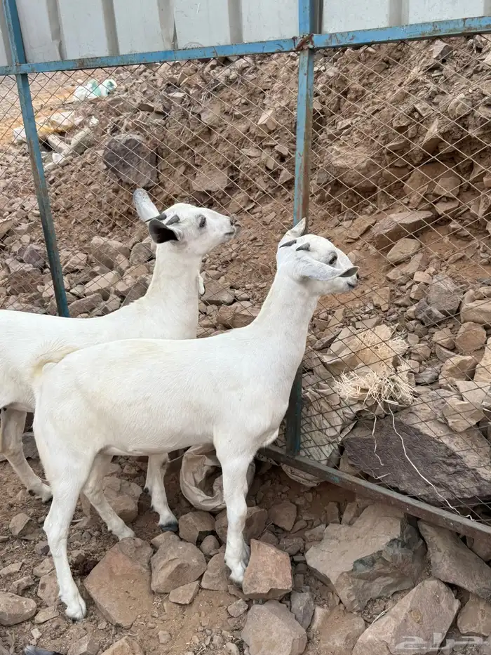 جفار بيشيه فواخر صنف الصنف 5