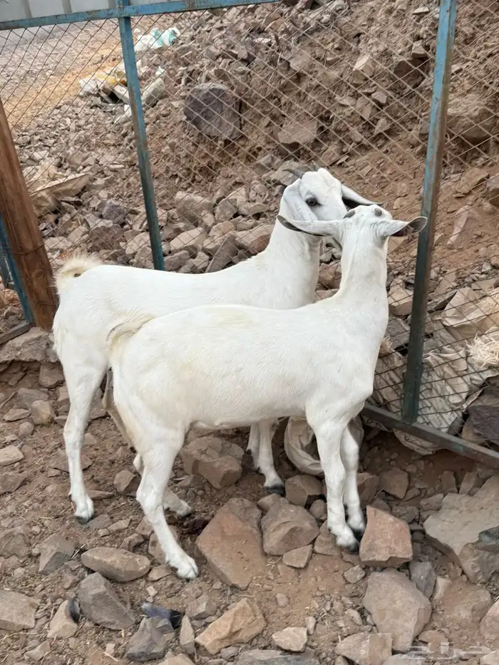جفار بيشيه فواخر صنف الصنف 4