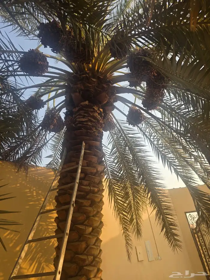 للبيع نخل برحي وفروخ 1