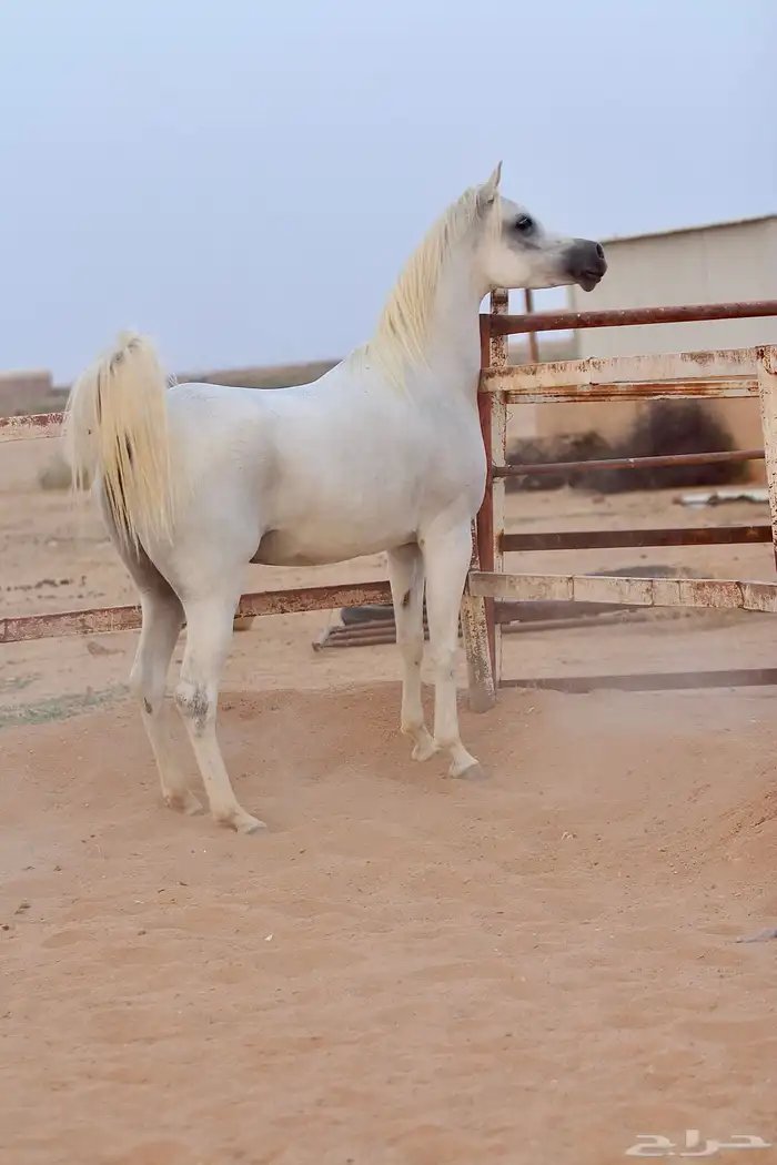 فرس واهو جمال للبيع 1