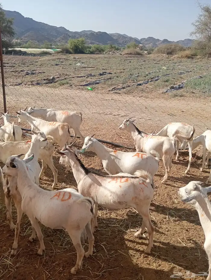 قعدان وتيوس صومالي مرباه 4