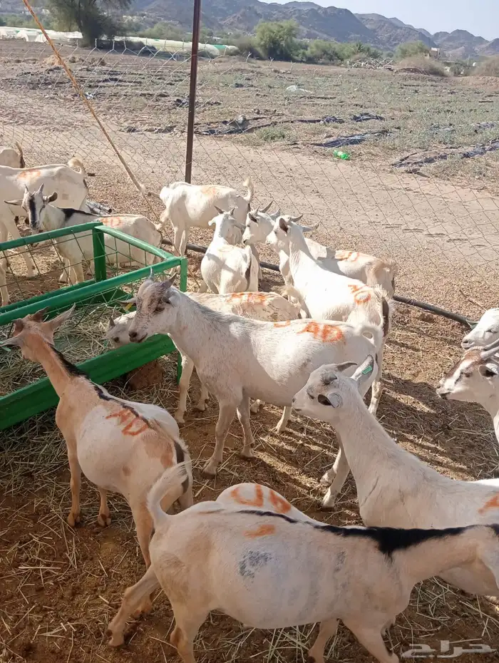 قعدان وتيوس صومالي مرباه 5