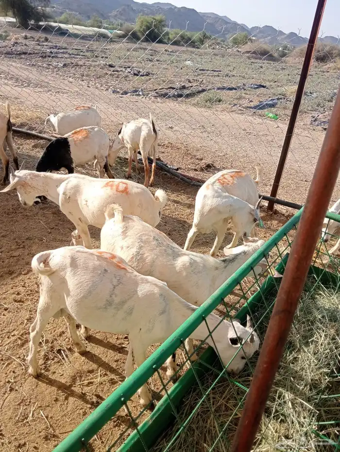 قعدان وتيوس صومالي مرباه 3
