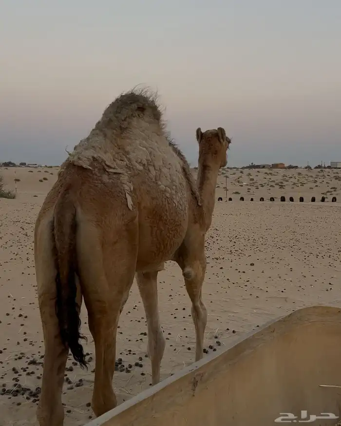 حاشي للبيع 0