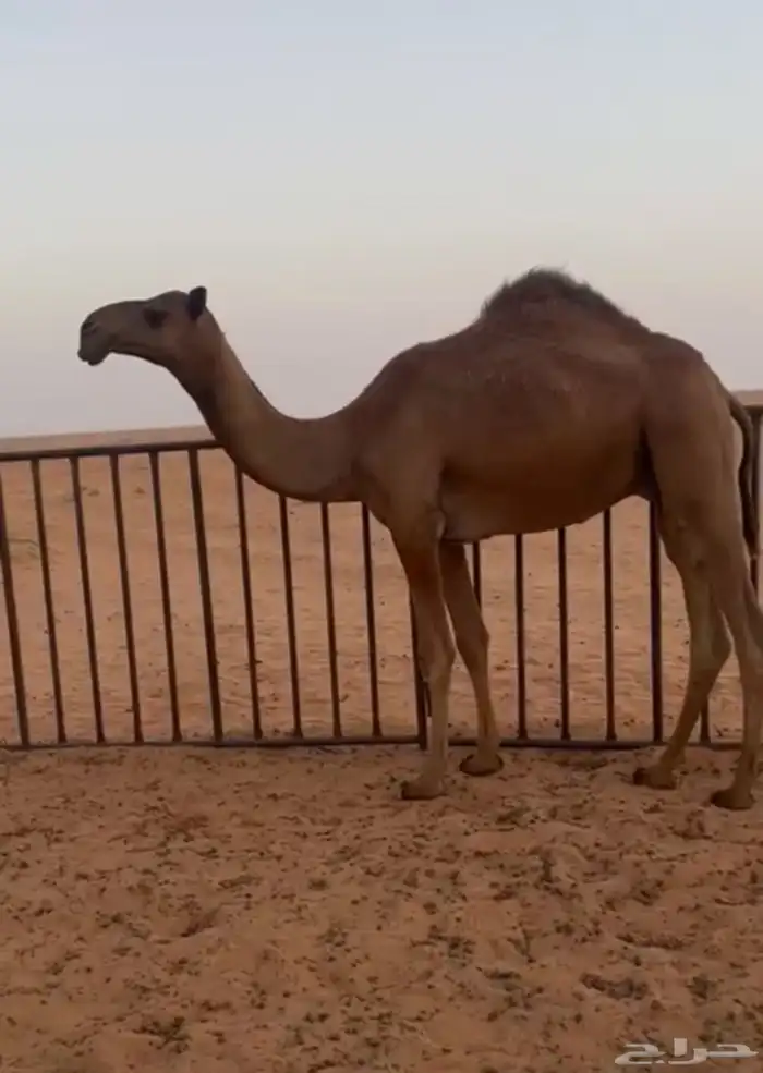لبيع قعود سنه 0