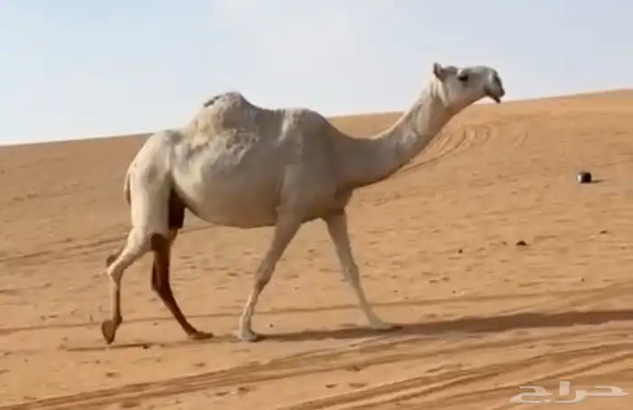 عشرا وضحى تحتها قعود ولقحه 1
