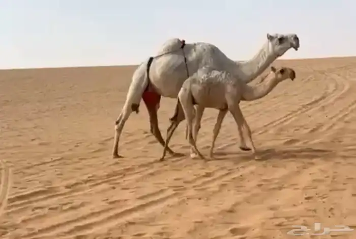 عشرا وضحى تحتها قعود ولقحه 0