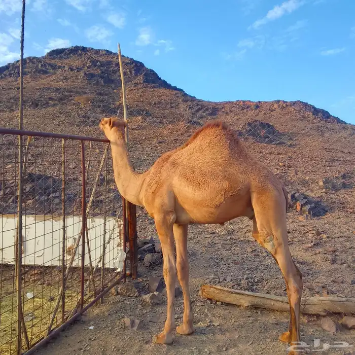 قعود 1