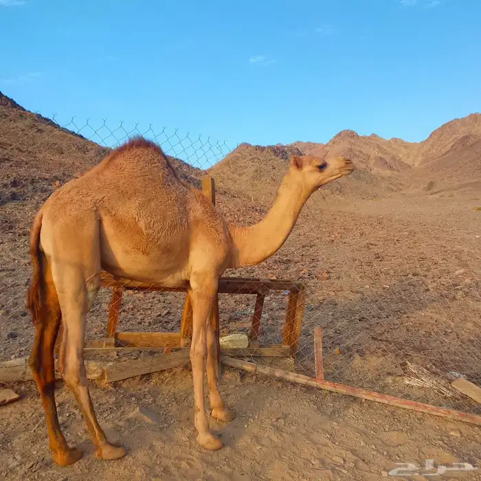 قعود 0