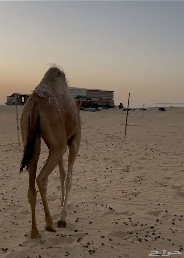 حاشي للبيع 1