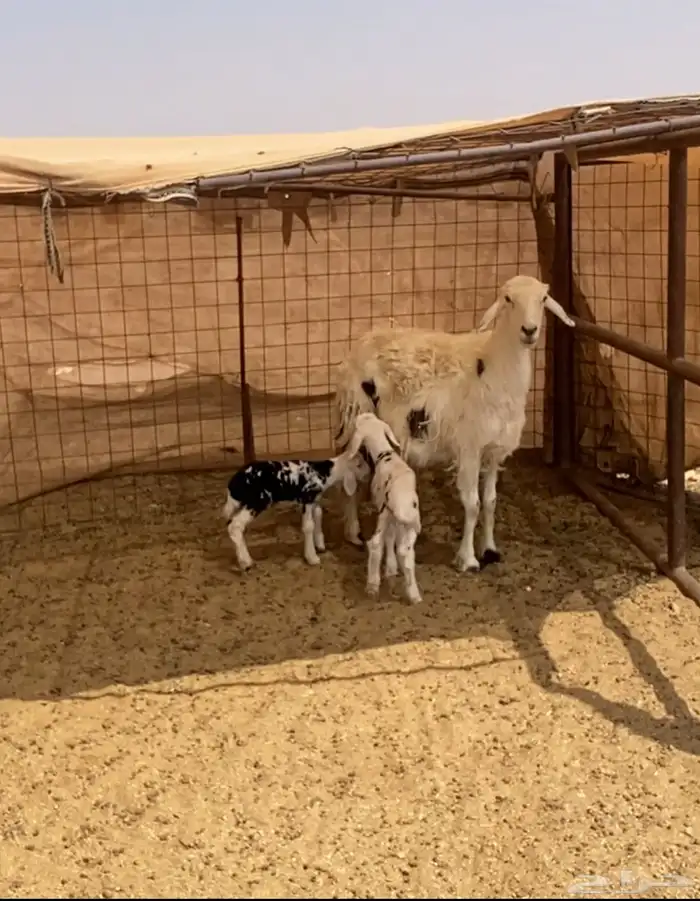 خلفات نجد تم البييع 2