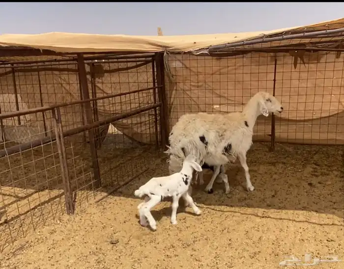خلفات نجد تم البييع 0