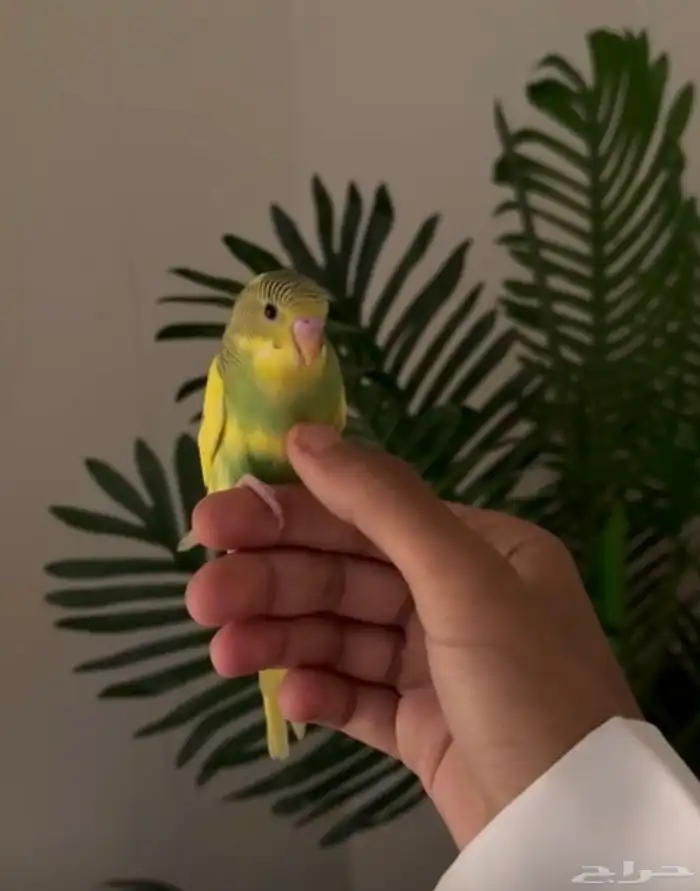 زوج بادجي أليف 3