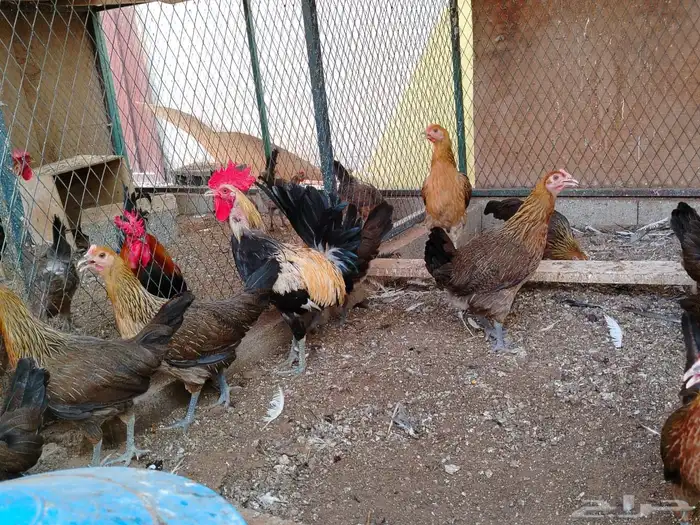 للبيع دجاج عربي سلاله ترثه قديمه 3