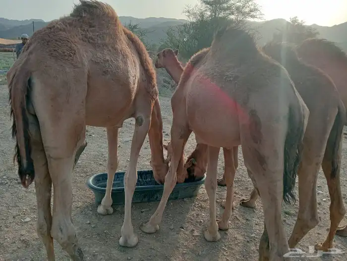 قعدان وتيوس صومالي مرباه 1