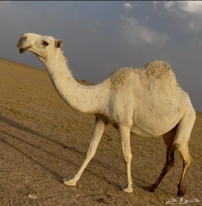 للبيع وضحى شبب ولقحة عبدانيه 0