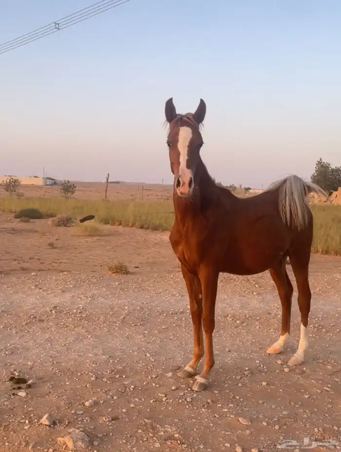 مهر واهو والبيع شعبي 0
