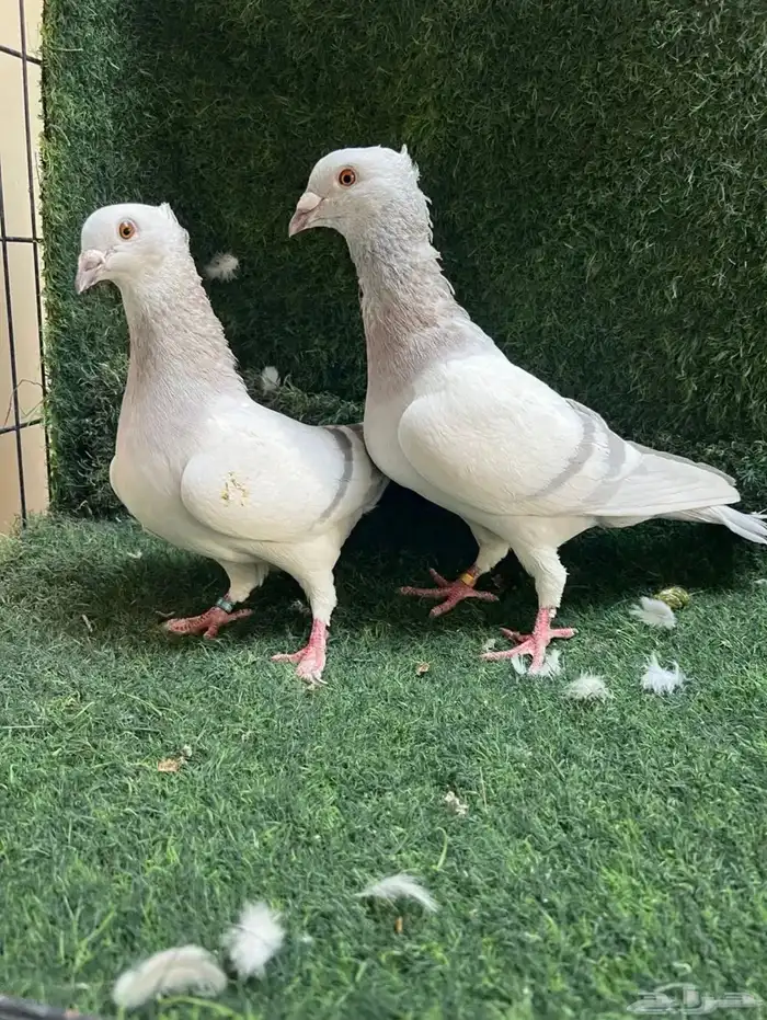 حمام زاجل الافندر 0