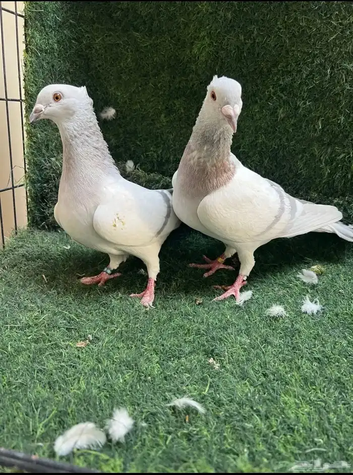 حمام زاجل الافندر 3