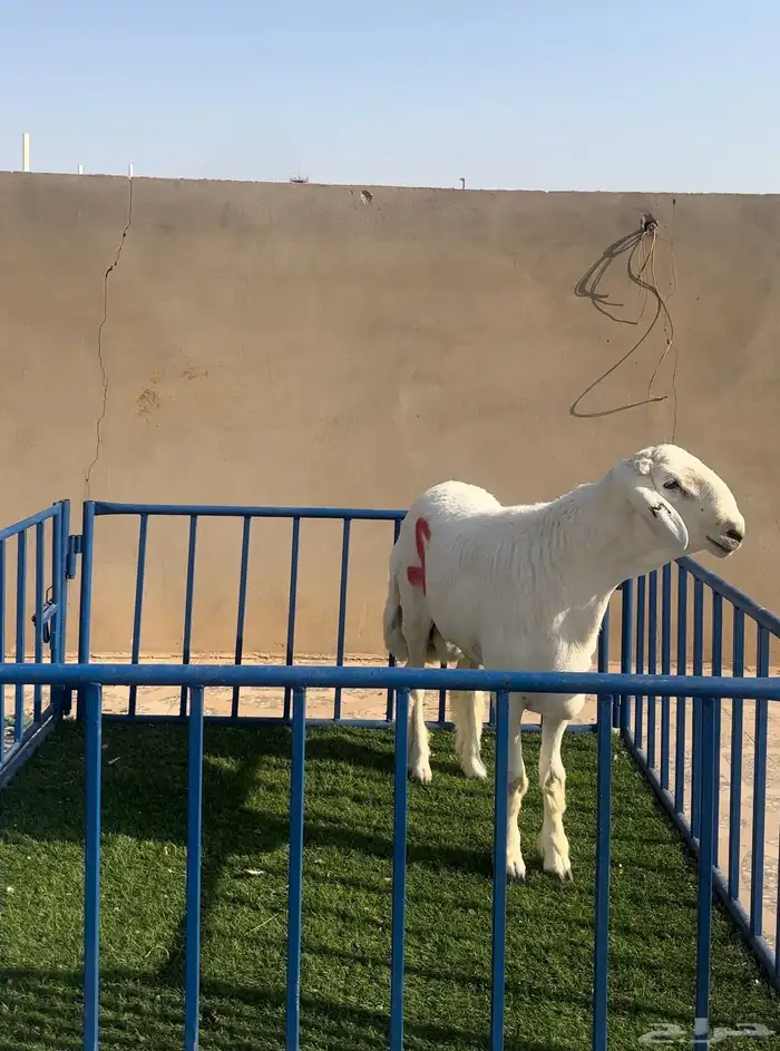 مشروع حري فاخر 0