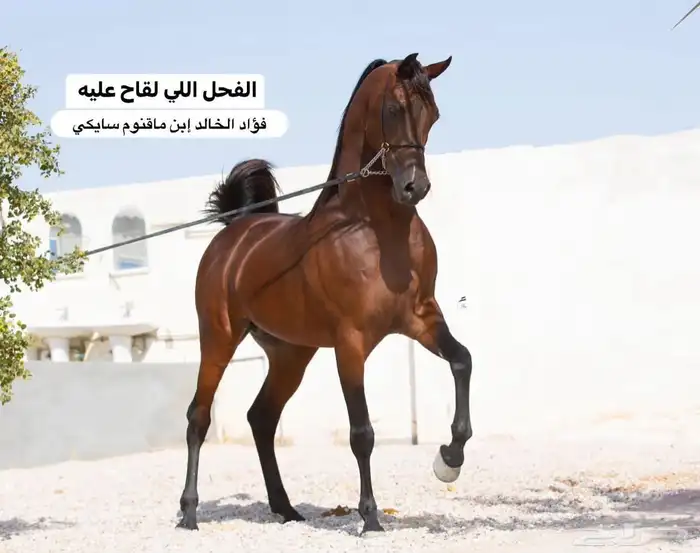 فرس واهو جمال للبيع 3