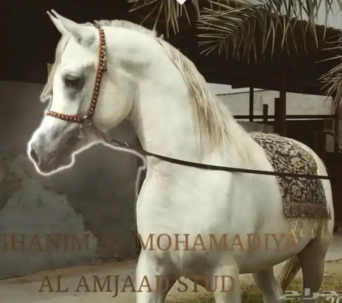 فرس صقلاويه مصري بيور 1