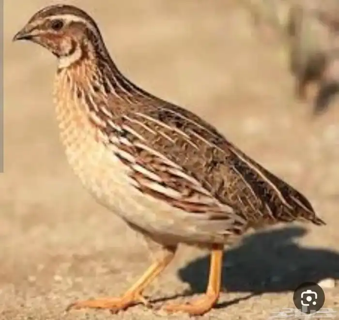 سماني للبيع 0