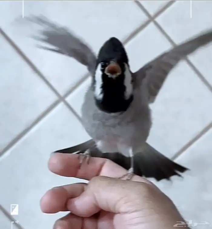 بلبل بلدي .. مغرد و مميز 0