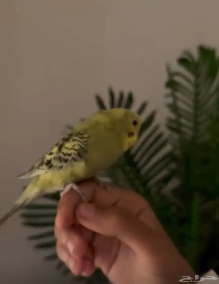 زوج بادجي أليف 2