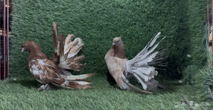 حمام شماسي أمريكي 1