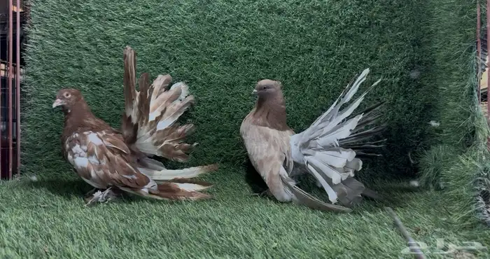 حمام شماسي أمريكي 0