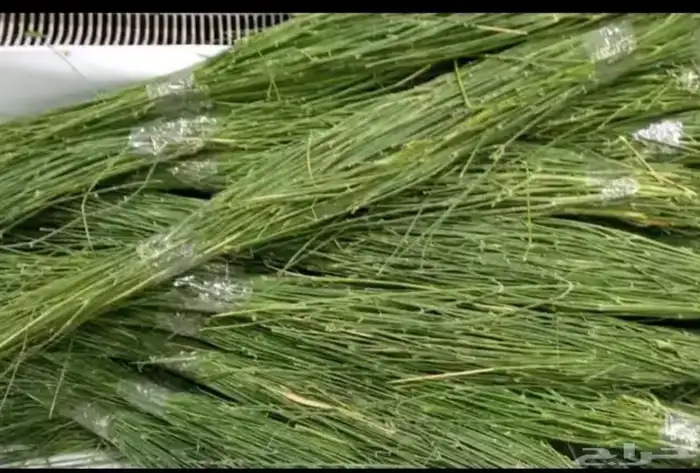 مرخ وسلع حجر مضبي طازج 0