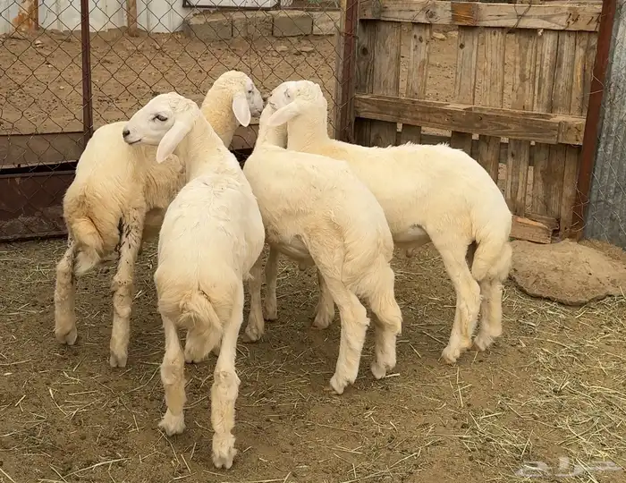 طليان سمان مقفله( تم البيع خارج الموقع ) 0