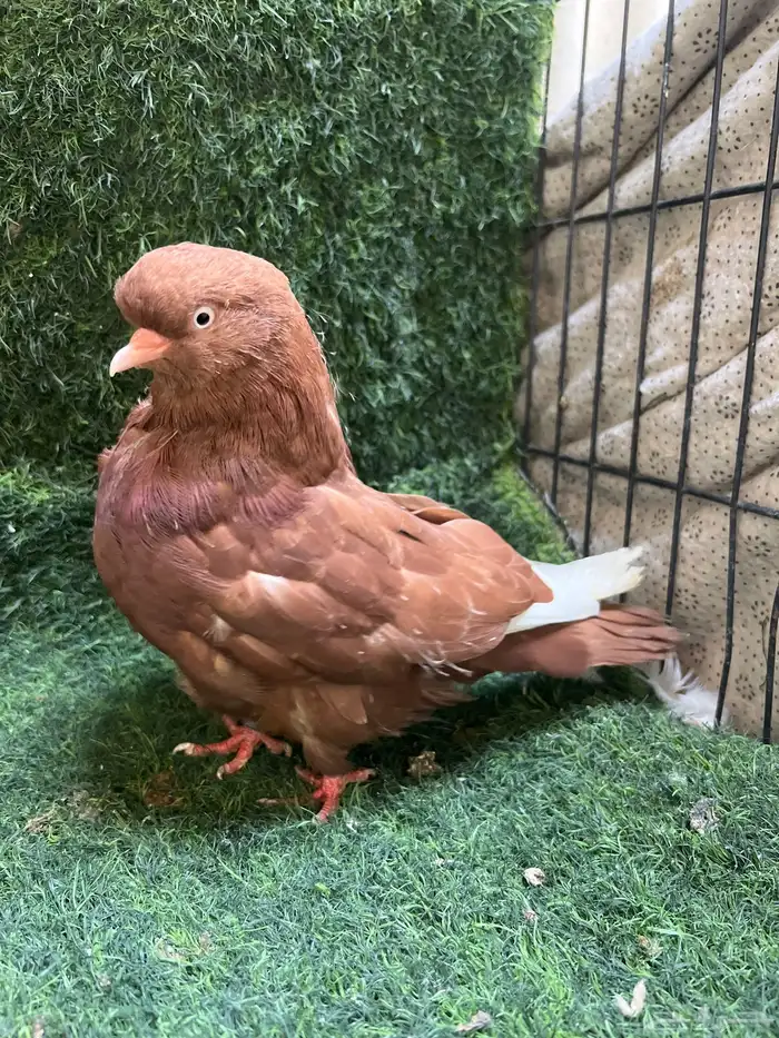 طبه دمستك الاحمر. جوز سوداني 2