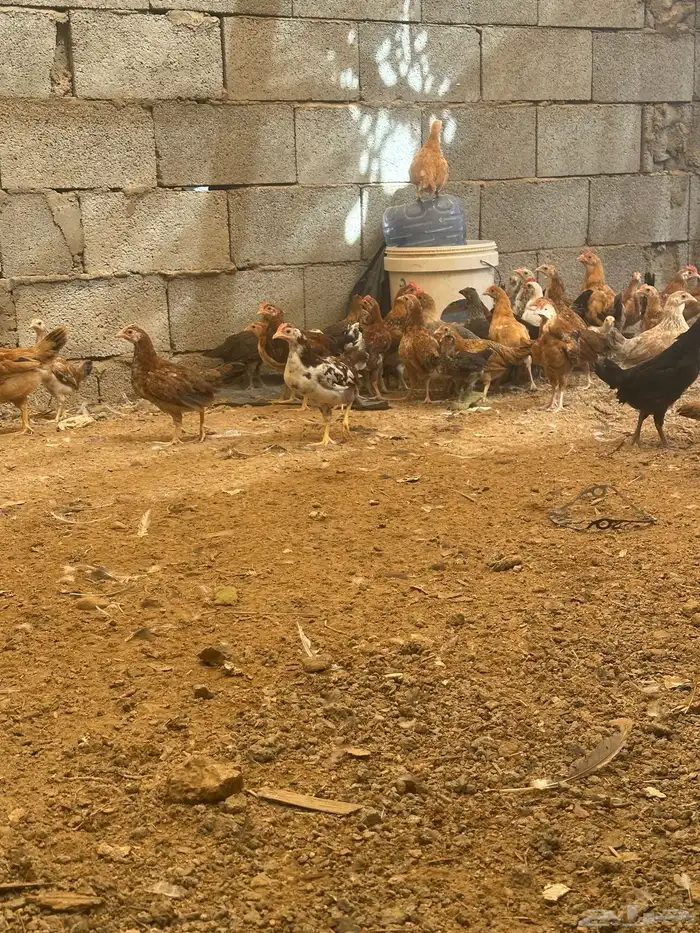 دجاج بلدي عمره من شهر وسبعين إلى شهرين وسبوع 7