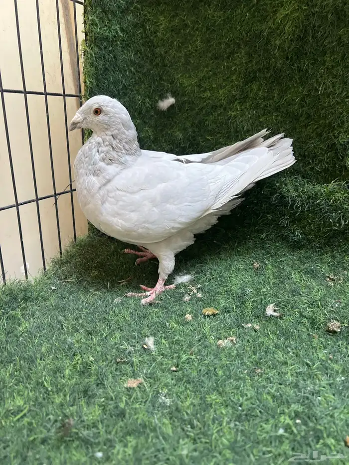 حمام زاجل اجوز 4