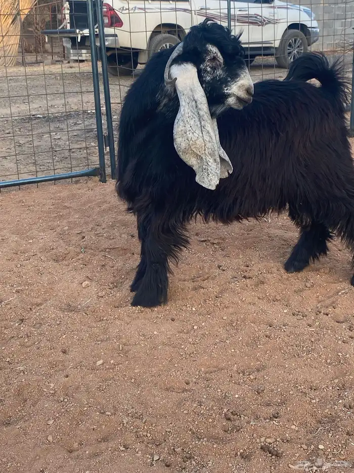 فحل معزا تيس عارضي صنف تممم البيع 6