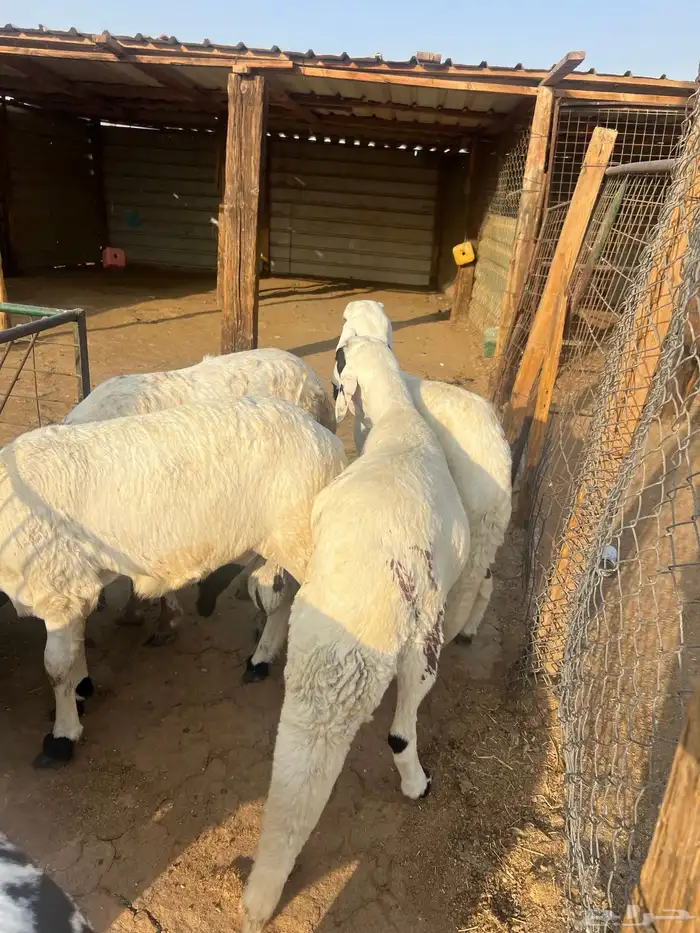 ذبايح سواكن مرابي وفل شحم وجبر 8
