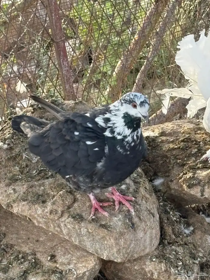 حمام قطيفي . مصري   كنق 1