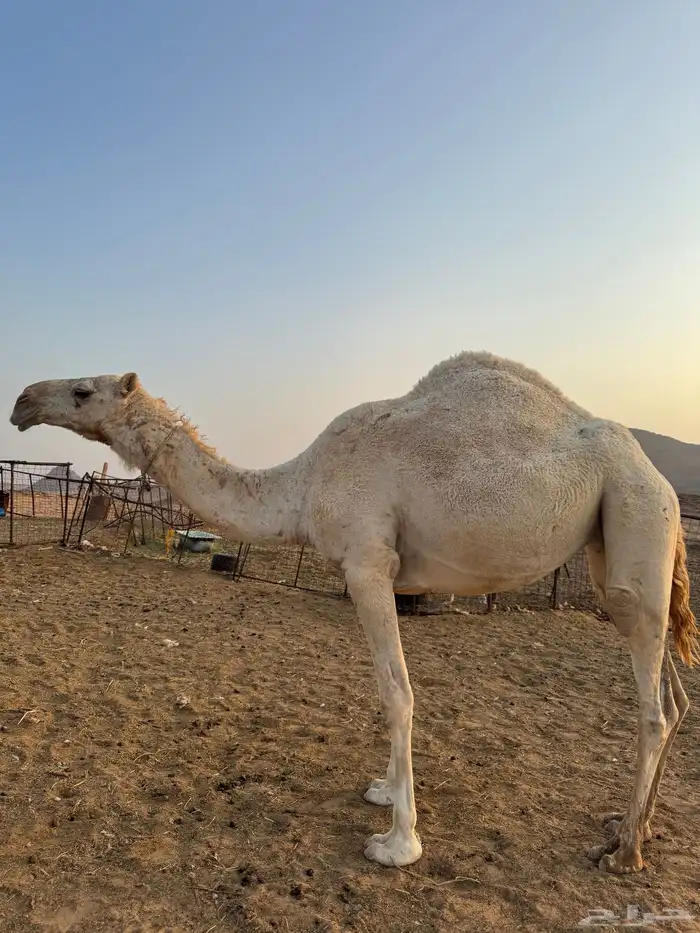 بكره 0