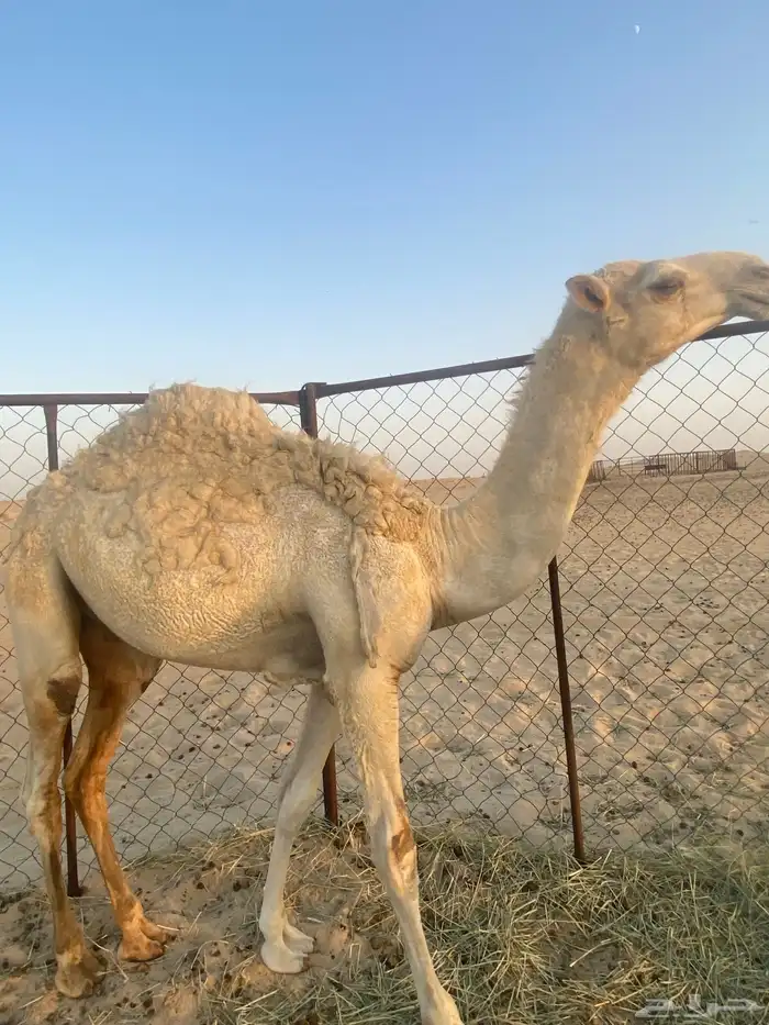 قعود اوضح 0