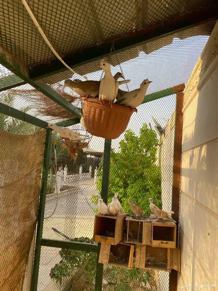 حمام منتج 4